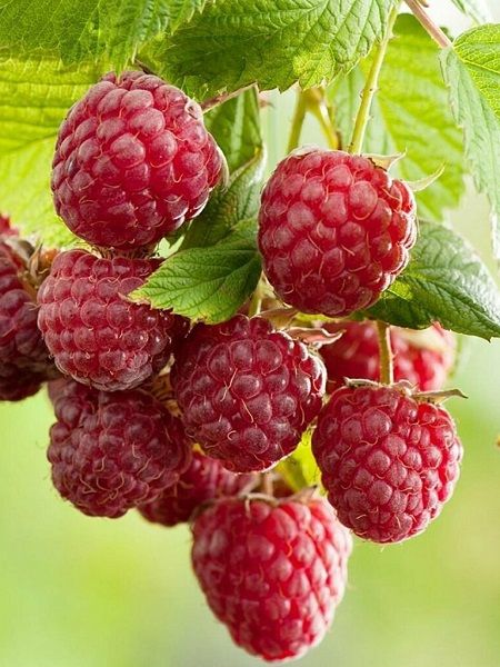 Rubus%20İdaeus%20Ahududu%20Fidanı%20120-150%20cm,%20torbalı