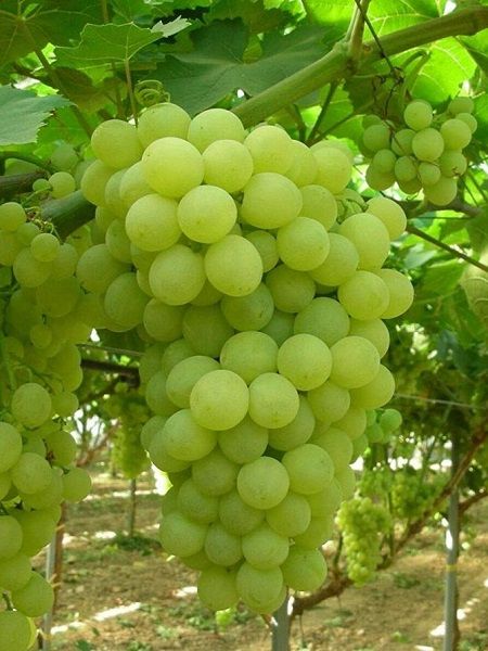 %20Asma%20Üzümü%20Fidan%20%20(Early%20Sweet%20Seedless)%201%20yaş