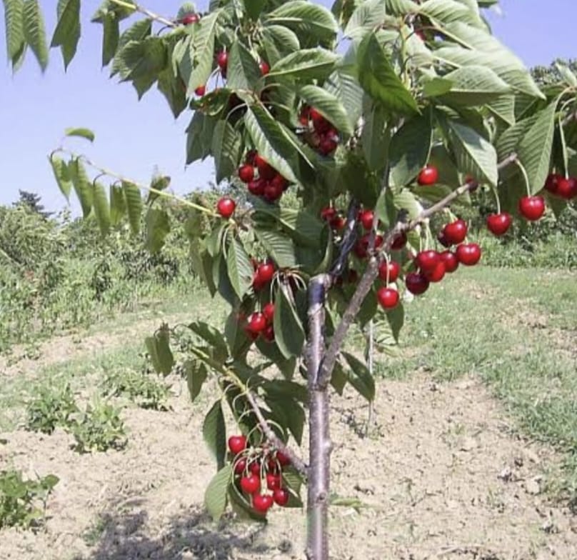 Van%20Kiraz%20Fidanı%20,%20+170%20cm%20ve%20üzeri%205-6%20yaş