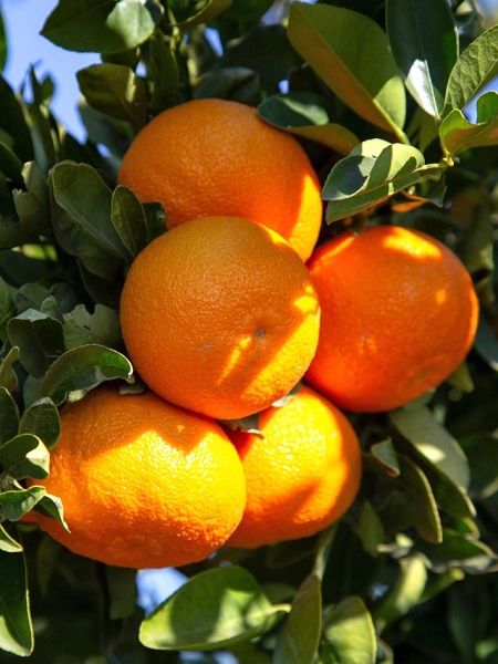 Bodrum%20Mandalina%20Fidanı%20,%20Torbalı%20,%20150%20cm%20ve%20üzeri