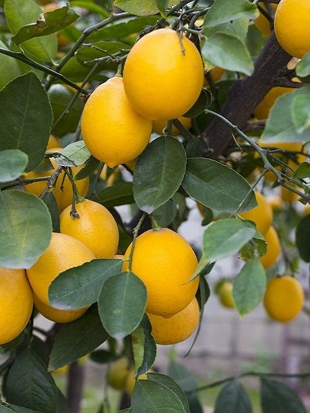 Ultra%20Limon%20Ağacı%20+20-30%20cm%20Saksılı%20Meyveli