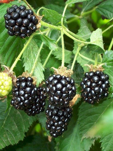 Böğürtlen%20Fidanı%20Rubus%20fruticosus%20Chester%20Thornless%2080cm