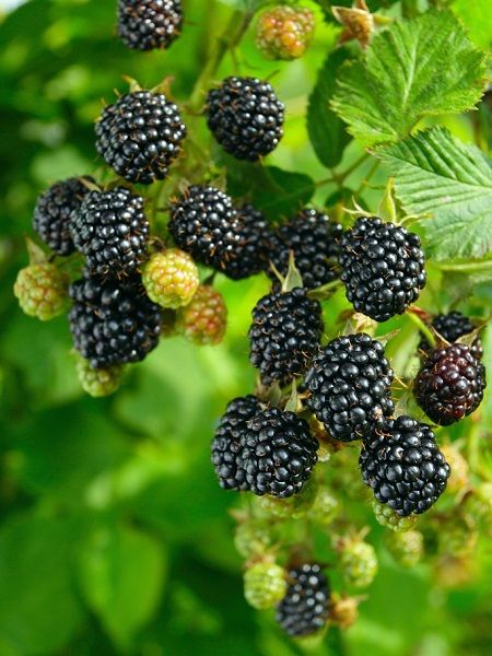 Dikensiz%20Böğürtlen%20Fidani%2080cm%20%20Rubus%20Fruti.