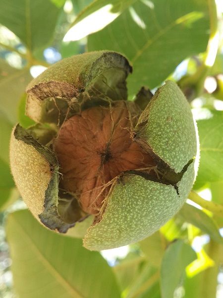 Fernette%20%20Amerikan%20Ceviz%20Fidanı%20+150%20cm%20ve%20üzeri