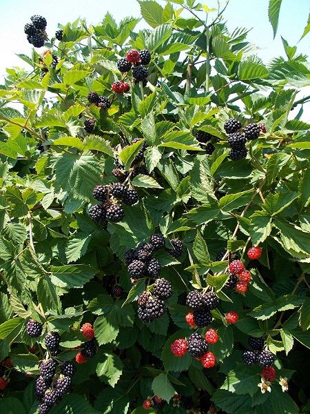 Dikensiz%20Böğürtlen%20Fidani%2080cm%20%20Rubus%20Fruti.