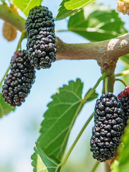 Avusturalya%20Dut%20Fidanı%20+170%20cm%20ve%20Üzeri