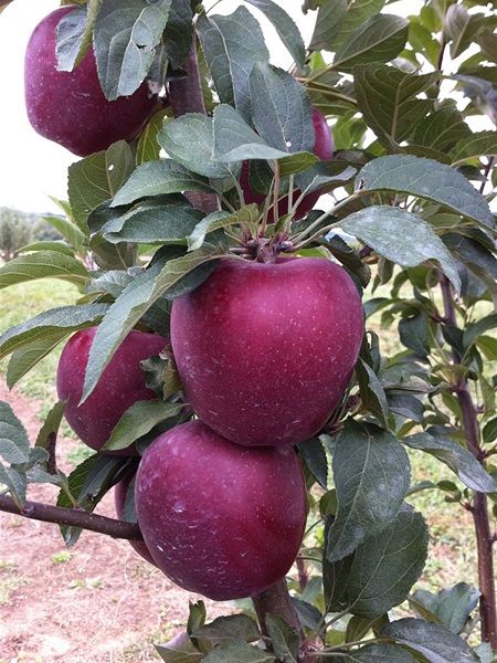 Starkrimson%20Delicious%20Elma%20Fidanı%20%203%20yaş%20+150%20cm%20ve%20üzeri%20torbalı