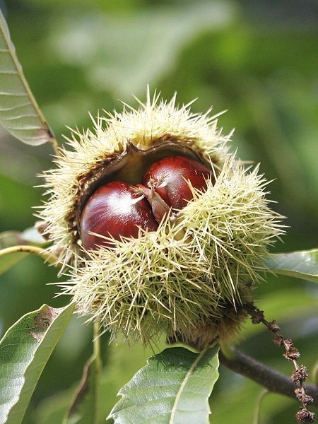 Işıklar%20Kestane%20Fidanı%2080-120%20cm%20Torbalı