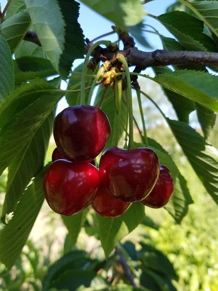 Early%20Lory%20Kiraz%20Fidanı%20+170%20cm%20üzeri%20torbalı