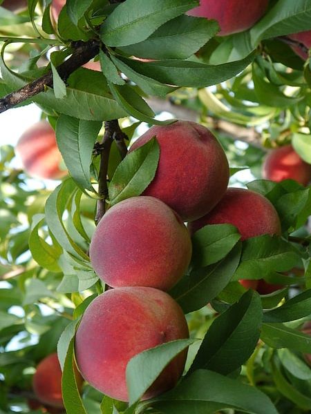 %20SWEET%20HENRY%20AŞILI%20(Bursa)%20şeftali%20Fidanı%20+160%20cm%20ve%20Üzeri%20saksılı%2010%20yaş