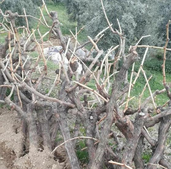 Büyük Yaş Sultaniye Üzüm Ağaçları