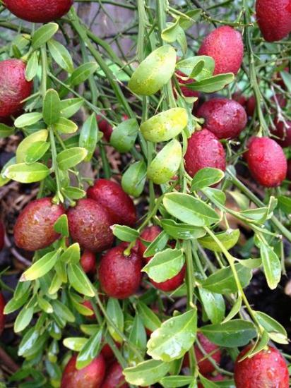 Avustralya (KIRMIZI )Blood Lime Fidanı