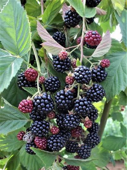 Bursa 1 Böğürtlen Fidanı Rubus fruticosus  80 cm ile 100 cm