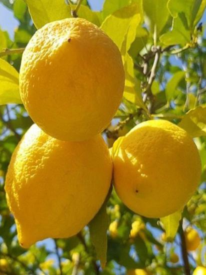 7-8 Yaş Bol Meyveli Saksılı Büyük Yaş Limon Ağacı