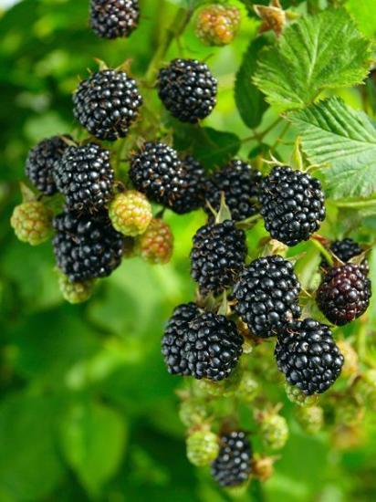 Dikensiz Böğürtlen Fidanı Rubus fruticosus L 3-4 mt Torbalı