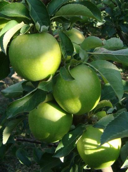 Granny Smith Elma Fidanı +170 cm ve üzeri saksılı 5 yaş