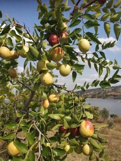 İri Meyveli Hünnap Fidanı