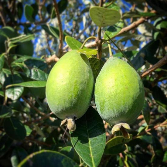 5 Yaş Kaymak Ağacı Fidanı Feijoa 