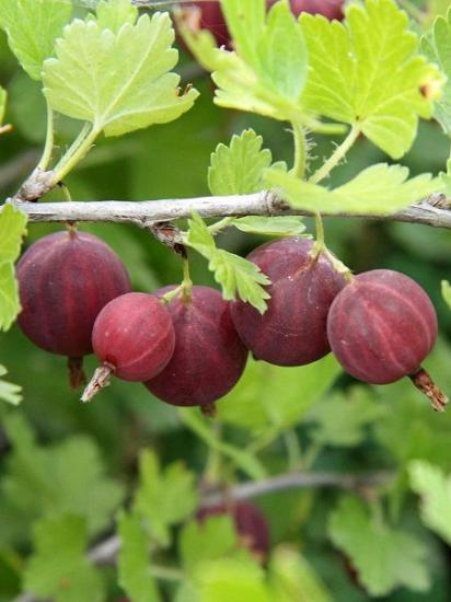 Kırmızı bektaşi Üzümü Crispa Red Tüplü 