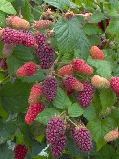 Kırmızı Böğürtlen Fidanı Rubus loganobaccus Tayberry Loganberry 