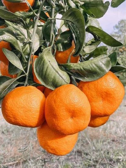 Satsuma Mandalina Fidanı 150 cm ve üzeri torbalı