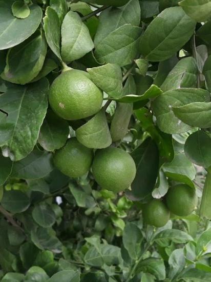 Tahiti Lime Limon Ağacı +120 cm ve Üzeri Saksılı