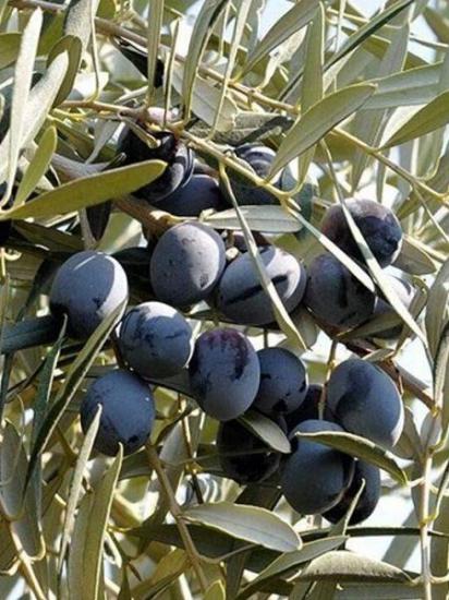 Gemlik Trilye Zeytin Fidan, 150 cm ve üzeri Saksılı 5 Yaş 