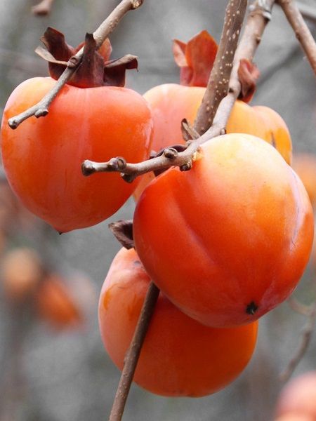 Rojo%20Brillante%20Trabzon%20Hurması%20+150%20cm%20ve%20üzeri%20Saksılı%204%20Yaş