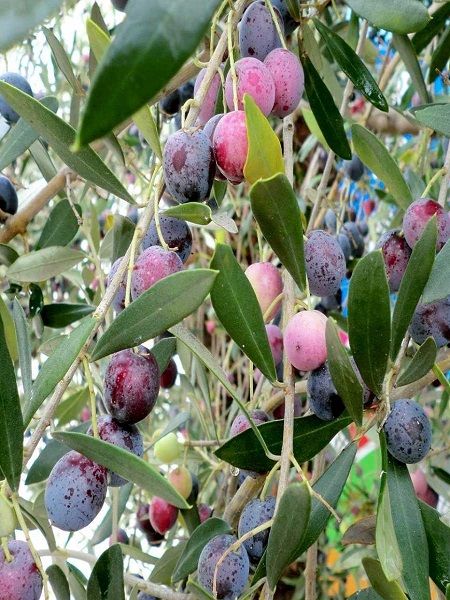 Mehmecik%20Zeytin%20Fidanı%2080cm