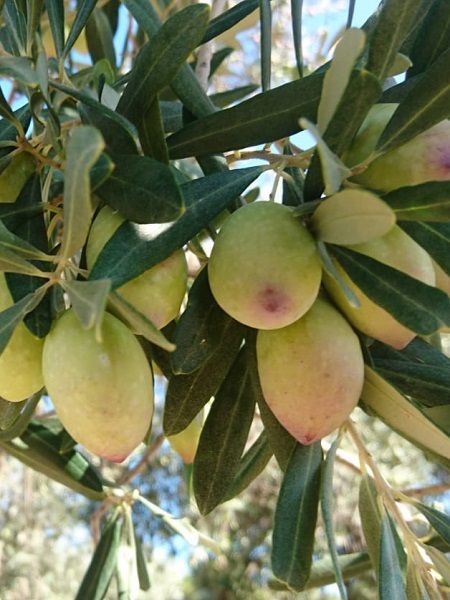 Sarıulak%20Zeytin%20Fidanı%2080-100%20cm%20Torbalı